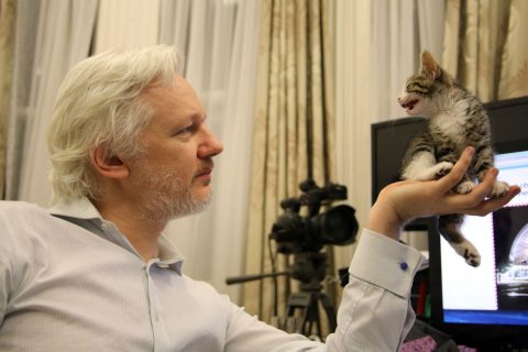 WikiLeaks Founder Julian Assanges Cute and Cuddly Embassy Cat